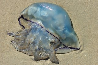 Meduza wyrzucona na plażę