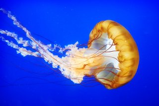 Meduza pływająca w morzu